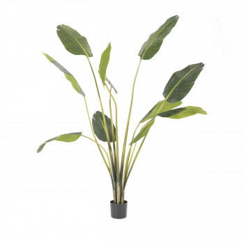 Strelitzia -  Plante artificielle H173cm