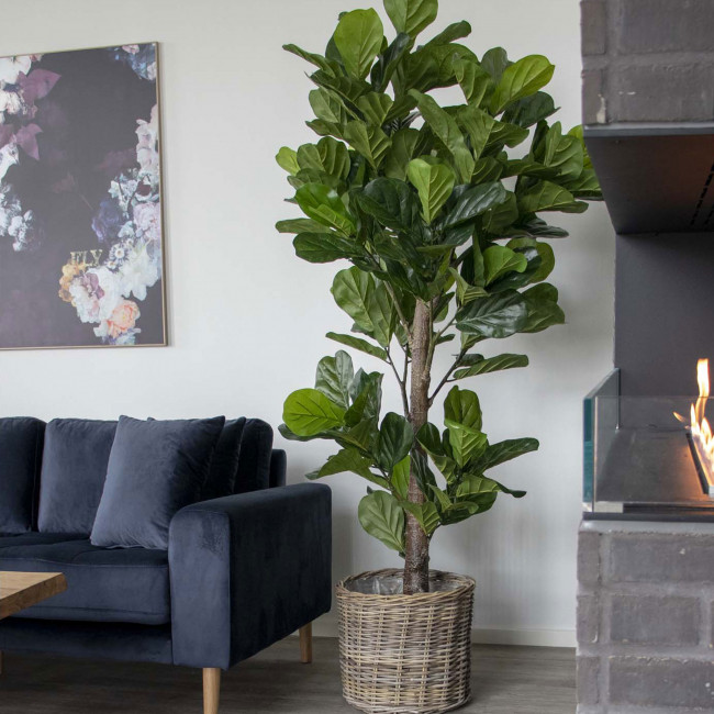 Fiddle Leaf Tree – Plante artificielle h190 cm